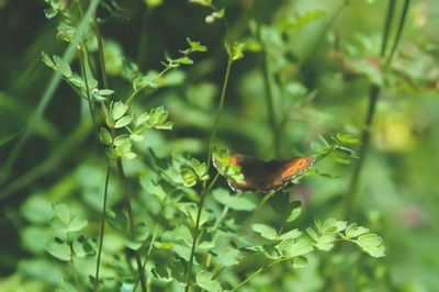 Close-up of insect on plant