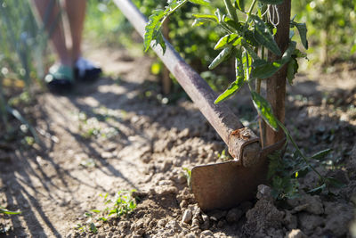 Close-up hoeing tomatoes. hoe from hand tools used for hoeing and planting flowers. 