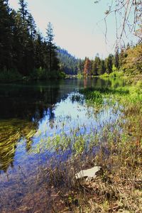 Scenic view of lake in forest against sky