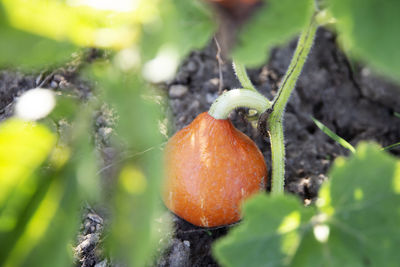 Close-up of fruit growing on field