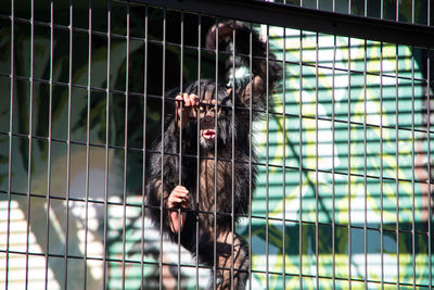 Portrait of monkey in cage