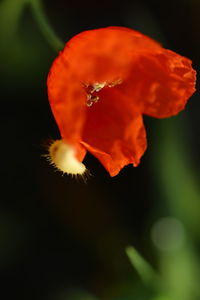 Close-up of orange flower blooming outdoors