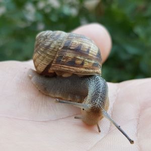 snail