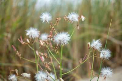 Close-up of dandelion flower on field