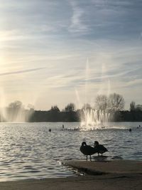 View of horse in lake against sky