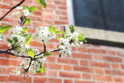 Flowering plant against wall