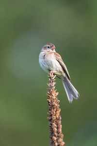 Close-up of bird perching on a plant