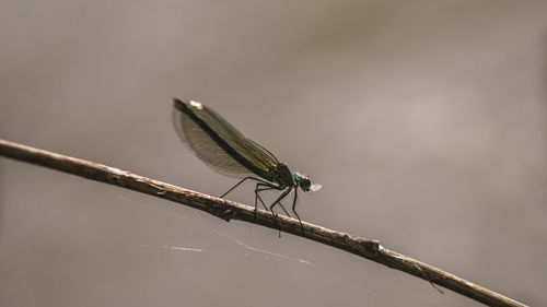 Close-up of insect on twig