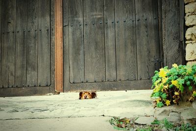 Flower growing on wall