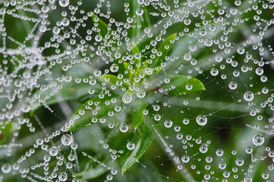 Close-up of spider web