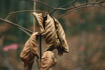 Close-up of dry leaf outdoors