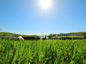 Sheep grazing on field against clear sky