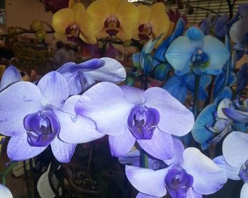 Close-up of purple orchid blooming outdoors