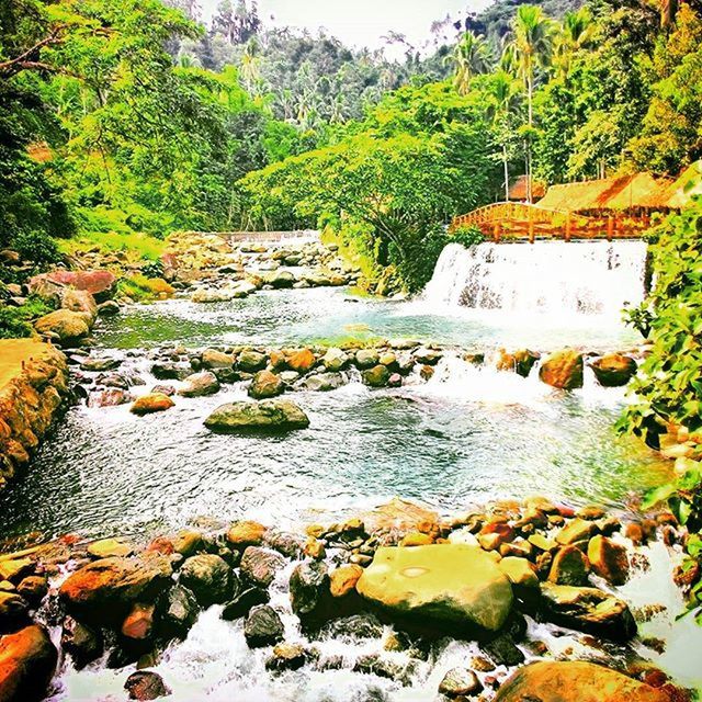 water, rock - object, stream, tree, flowing, flowing water, beauty in nature, scenics, nature, river, tranquility, forest, tranquil scene, green color, growth, stone - object, rock, plant, day, idyllic