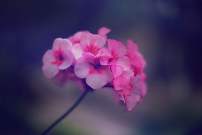 Close-up of pink cherry blossom