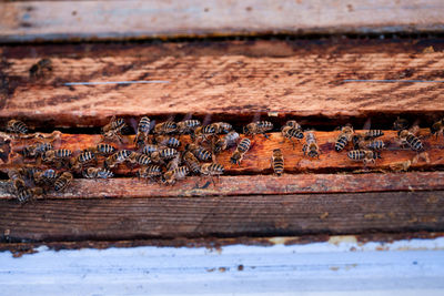 Close-up of insect on wood