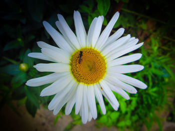 Close-up of white daisy