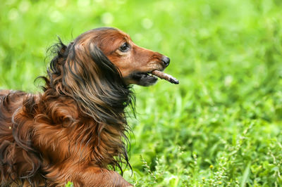 Close-up of a dog looking away on field