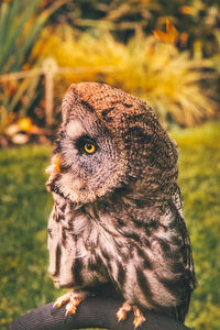 Close-up of an owl looking away