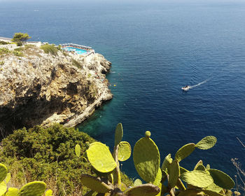 High angle view of plants by sea