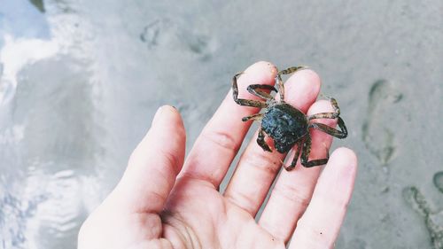 Close-up of hand holding crab on sand