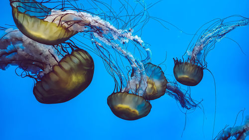 Jellies in the blue