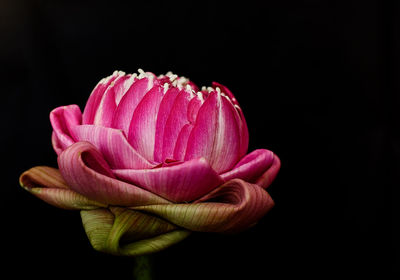 Close-up of pink flower