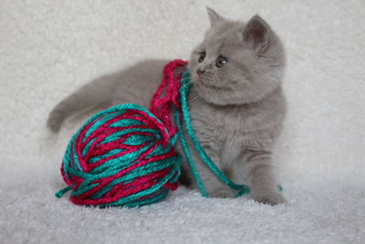 Close-up of cat playing with woolen ball while sitting on carpet