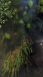 High angle view of plants