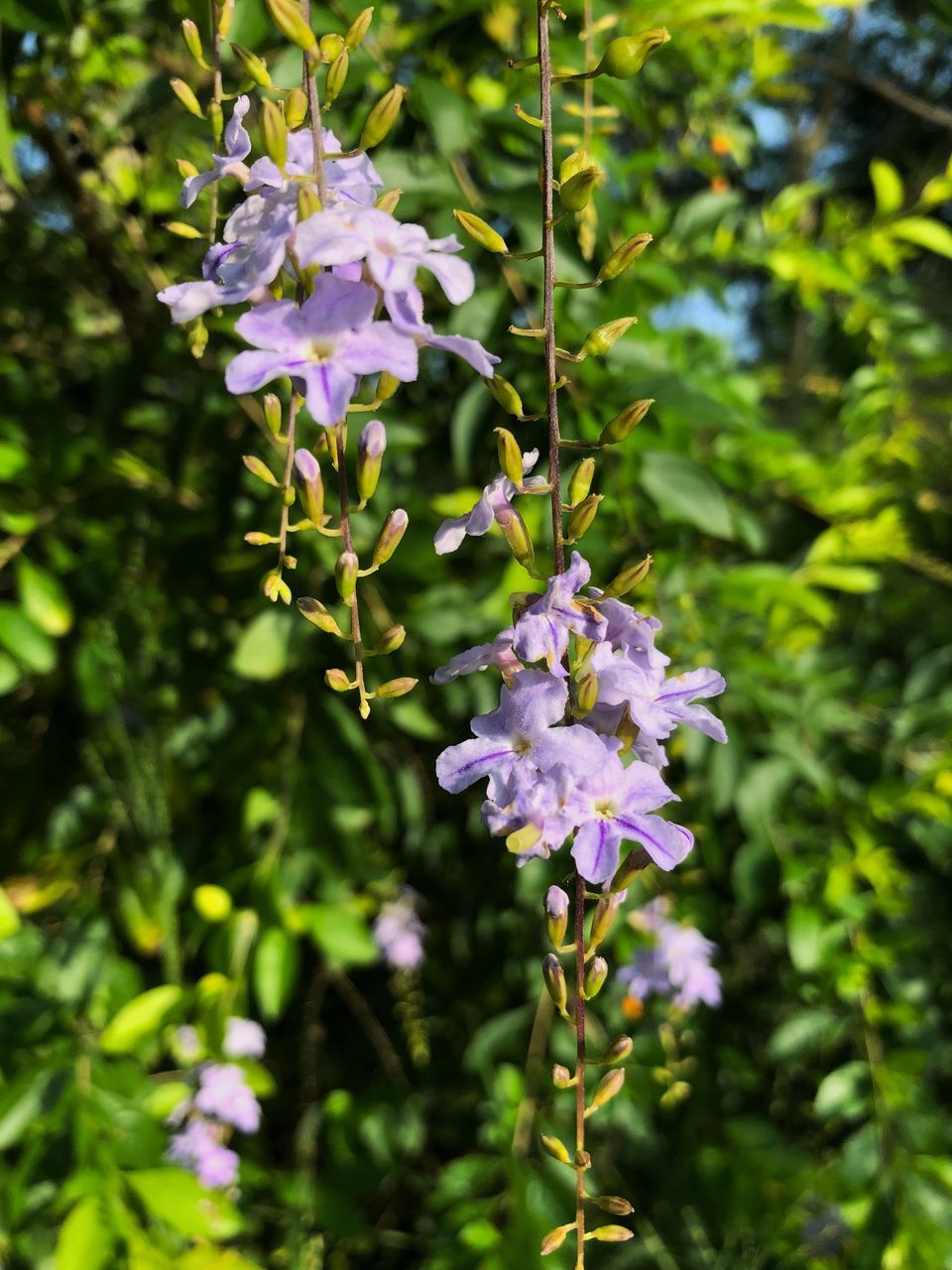 CLOSE-UP OF PURPLE FLOWERING PLANT WITH FLOWERS