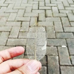 Close-up of hand holding dried leaf vein on footpath