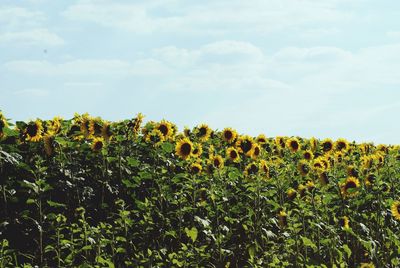 Scenic view of sunflower field against sky