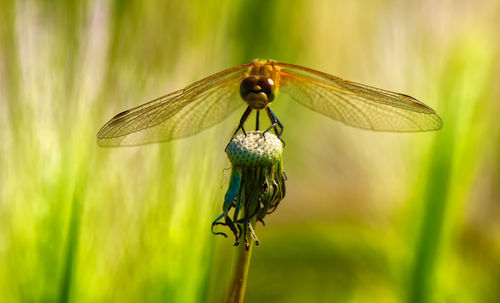 Close-up of dragonfly on leaf