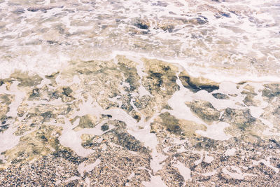 Close-up of lizard on sand