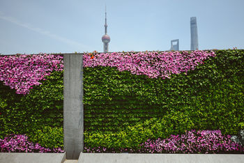 Flowers in city against sky