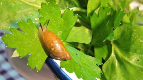 Close-up of snail on leaf