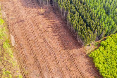 High angle view of pine trees on field