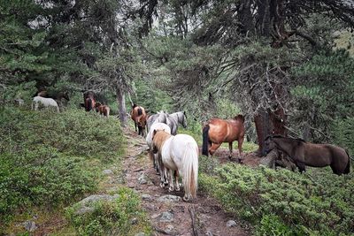 Horses on field