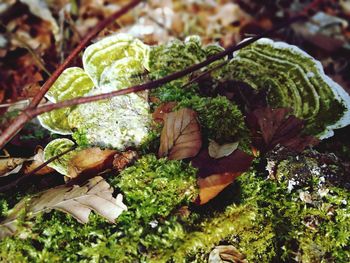 High angle view of vegetables in plate