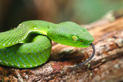 Close-up of green lizard