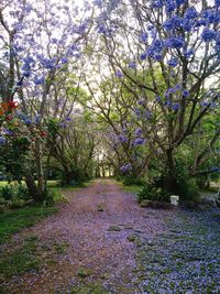 View of purple flowering plants in park