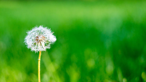 Close-up of white dandelion flower