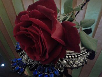 Close-up of red roses in vase