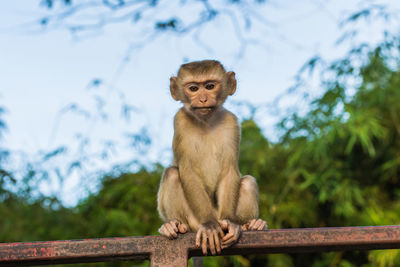 The macaque monkeys of monkey hill, phuket.