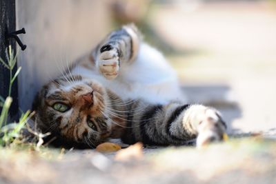 View of cat lying