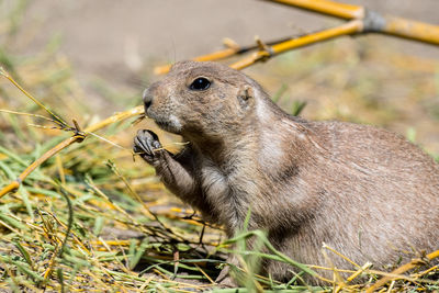 Close-up of animal looking away on field