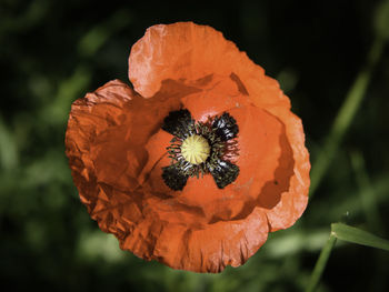 Close-up of orange flower