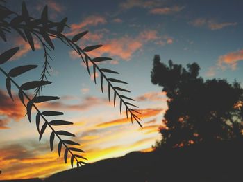 Close-up of silhouette tree against orange sky