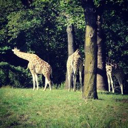 Deer grazing in forest