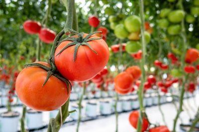 Close-up of tomatoes